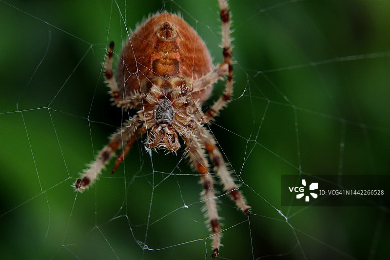 蜘蛛图片素材