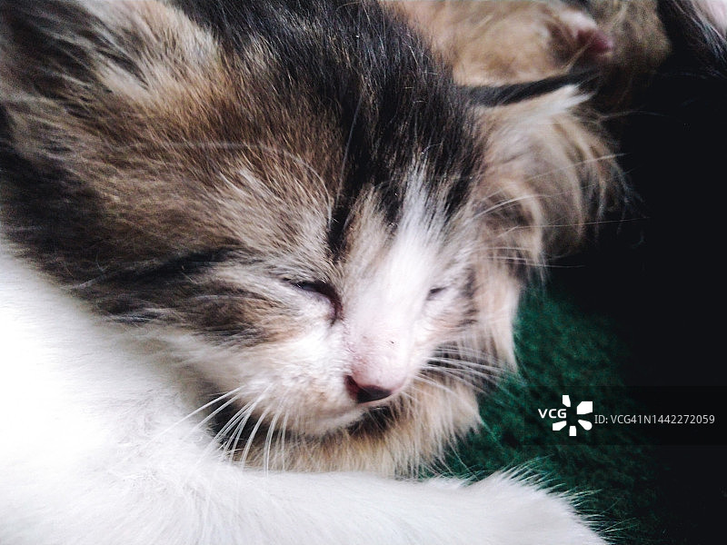 小猫睡觉图片素材