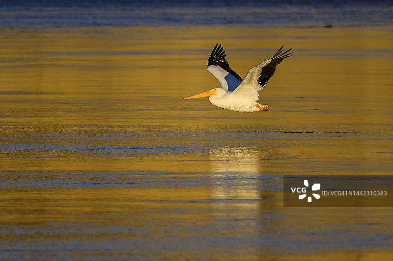 美洲白鹈鹕图片素材