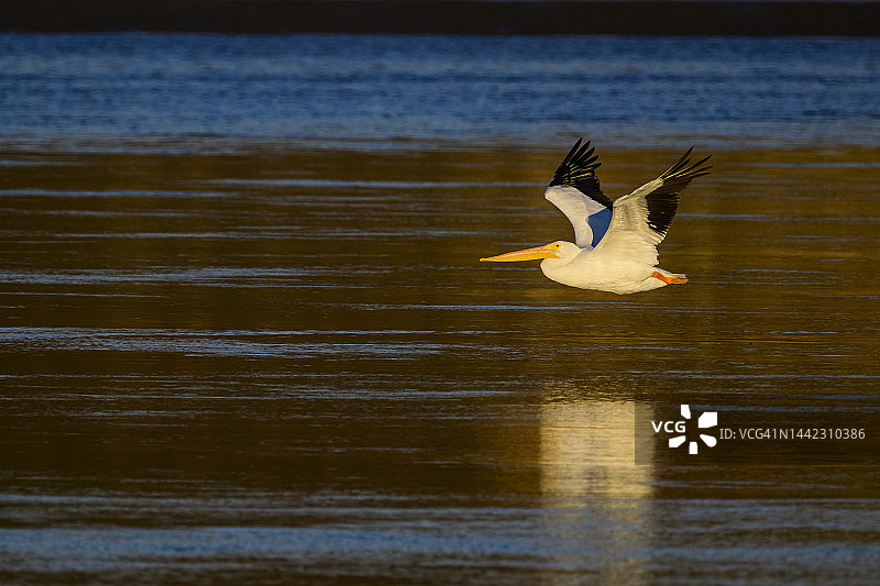 美洲白鹈鹕图片素材