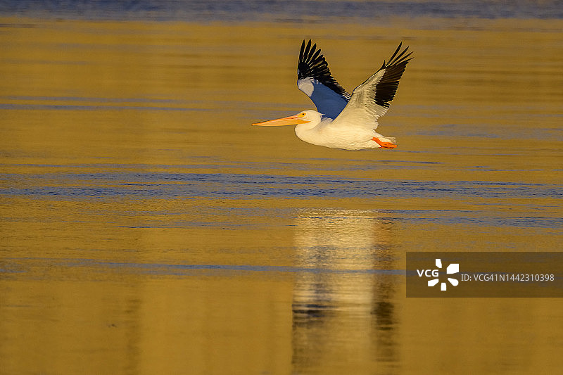 美洲白鹈鹕图片素材
