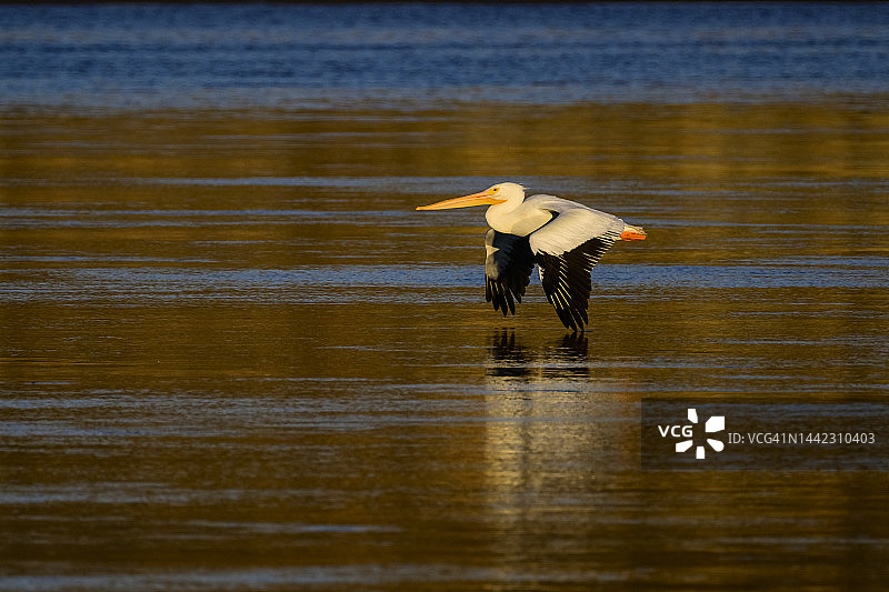 美洲白鹈鹕图片素材