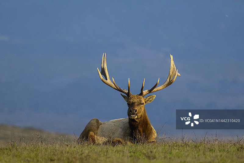 图莱麋鹿图片素材