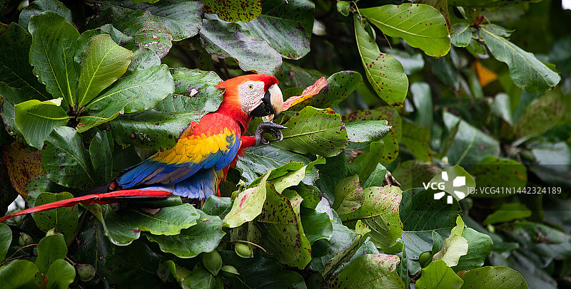 猩红金刚鹦鹉图片素材