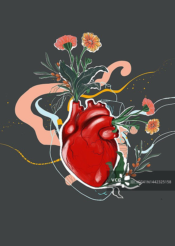 健康的人类心脏概念图片素材