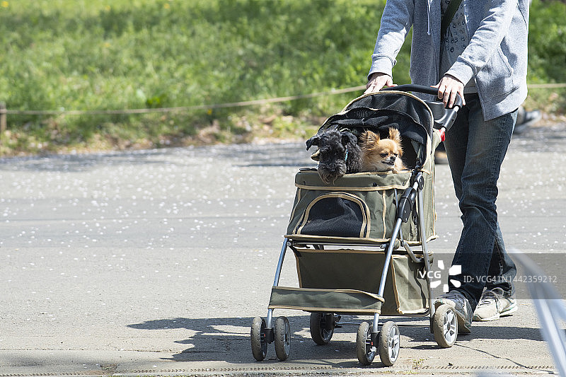 使用狗拉车图片素材