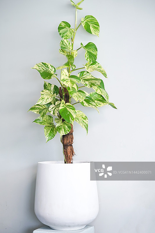 大理石皇后图片素材