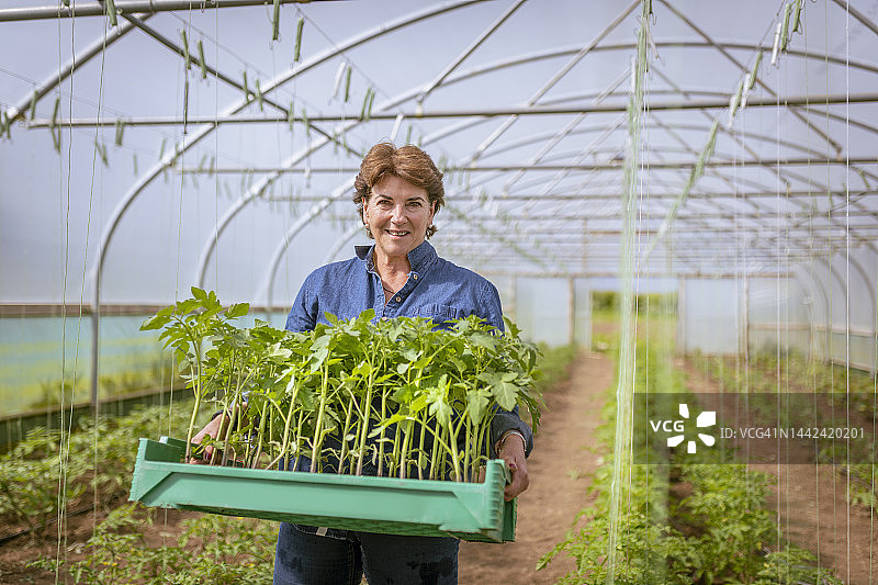 在有机农场种植番茄的女农民图片素材