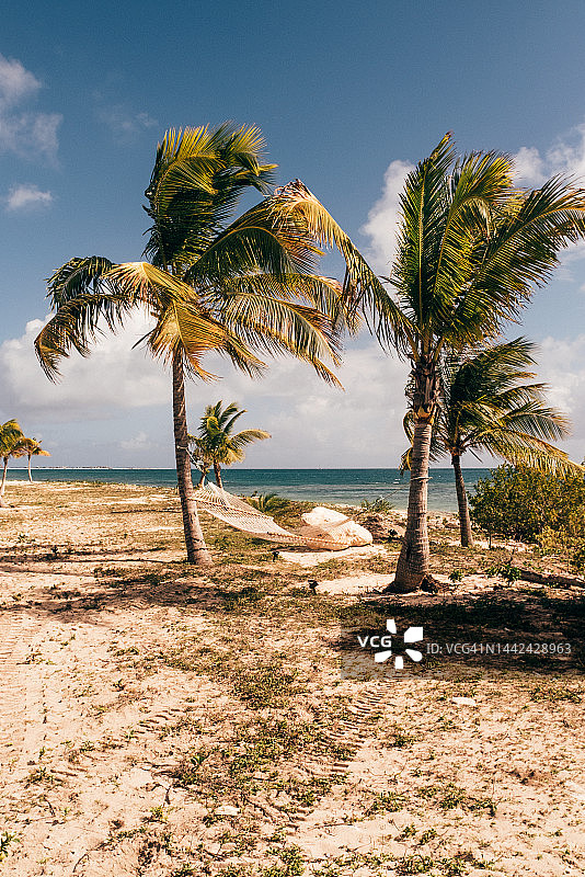 安提瓜和巴布达海滩上的棕榈树图片素材