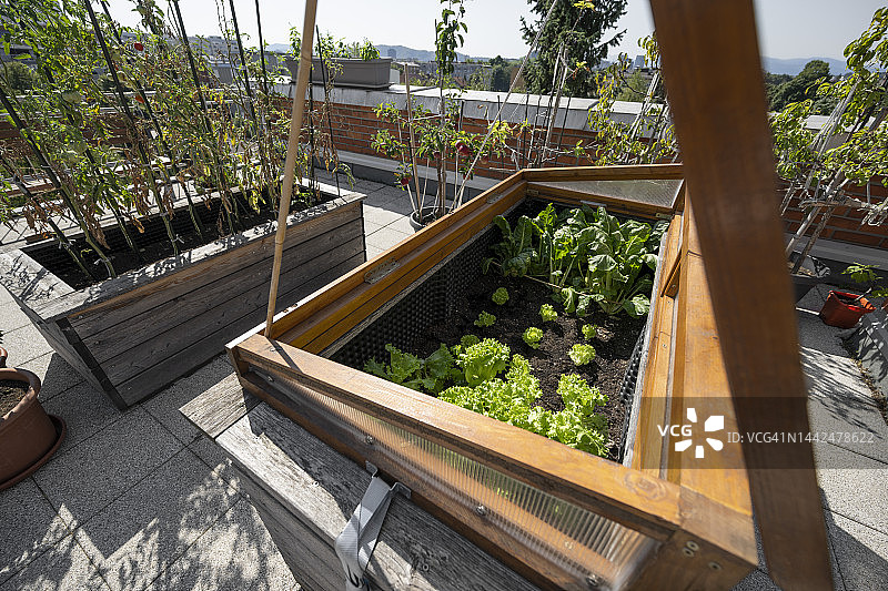 塔楼顶端的蔬菜花园植物图片素材