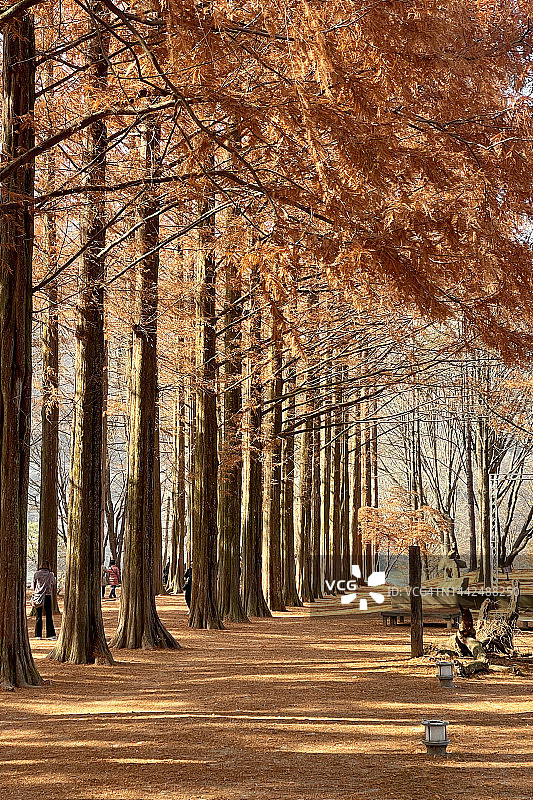 秋季韩国南怡岛上一排美丽的橙色树叶松树图片素材
