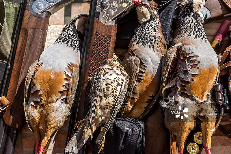 死红腿鹧鸪和步枪图片素材