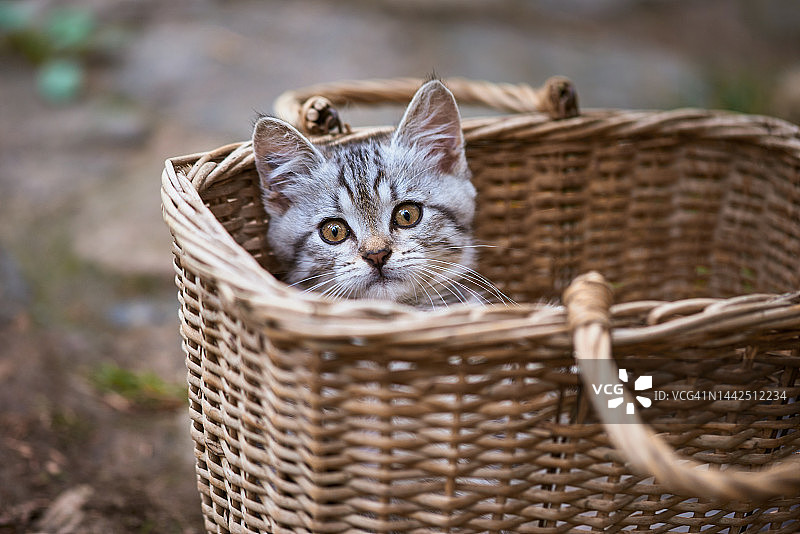 从篮子里探出头的可爱流浪小猫图片素材
