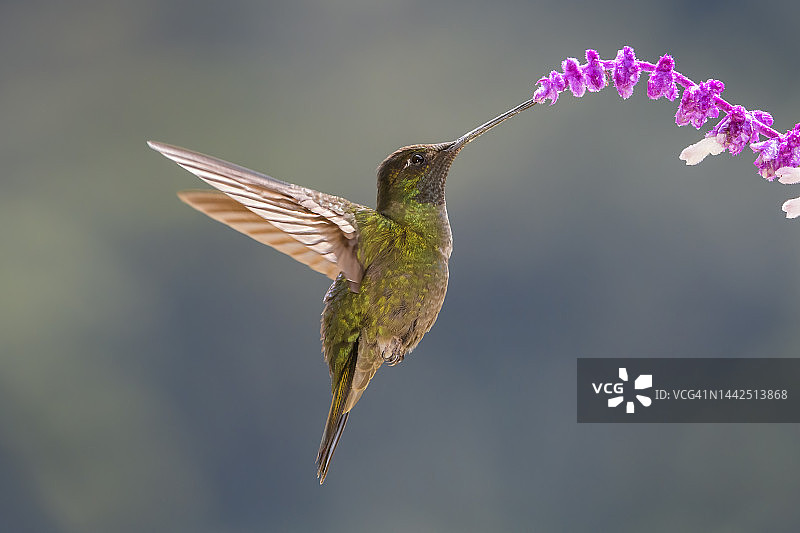 丽辉蜂鸟图片素材