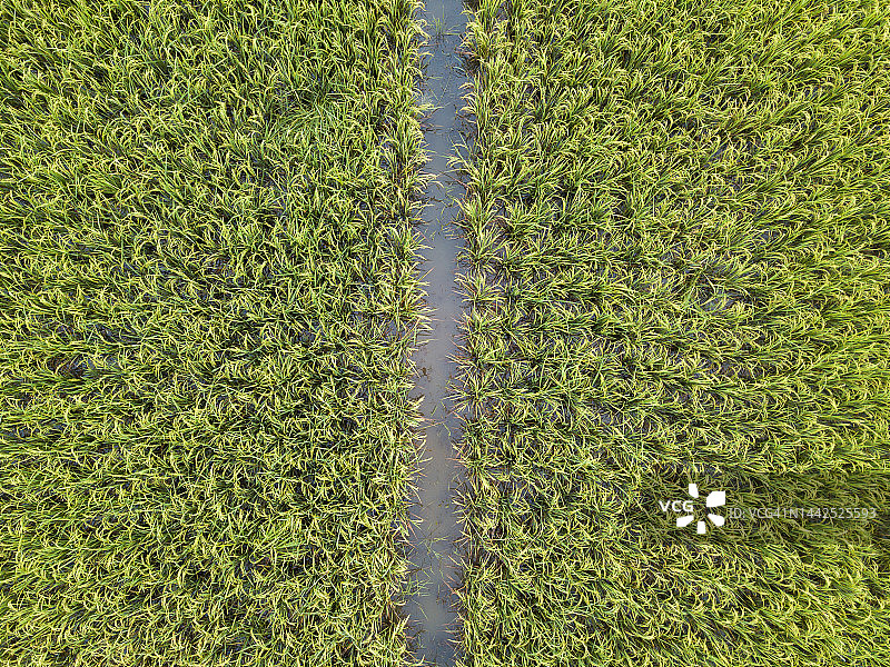 泰国乡村稻田中的水道俯视图图片素材