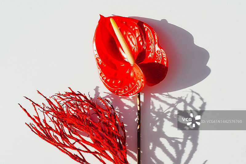 白色背景上的红色红掌花和红色树枝，情人节花卉背景图片素材