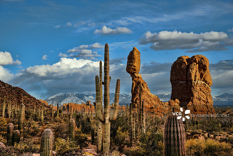 平衡石柱仙人掌图片素材