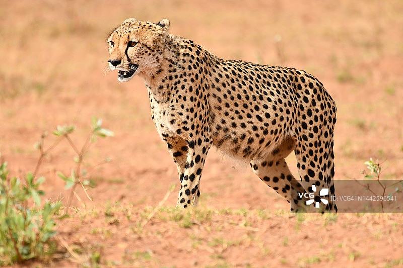 南非猎杀现场的野生猎豹图片素材