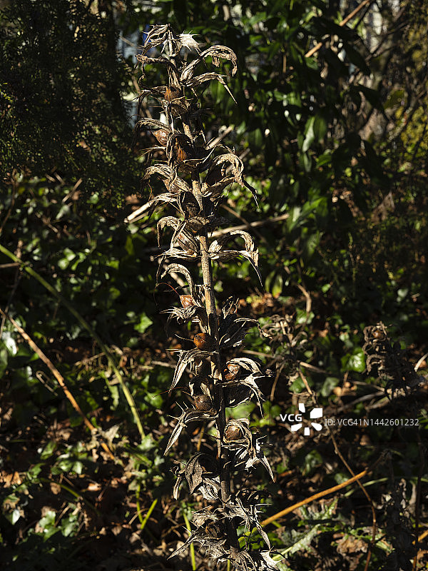 冬季干燥的植物特写图片素材