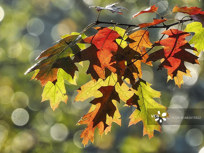 北方红橡树枝特写，秋初叶色变化图片素材