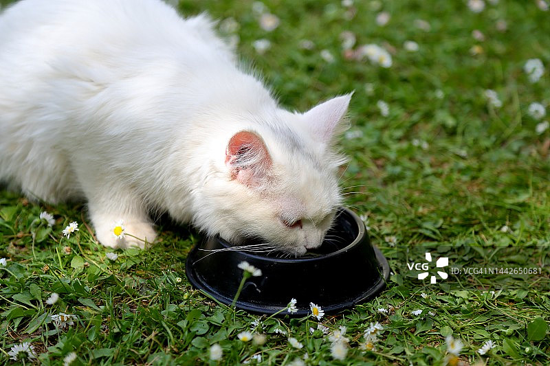 一只土耳其安哥拉猫在猫粮碗里喝水图片素材
