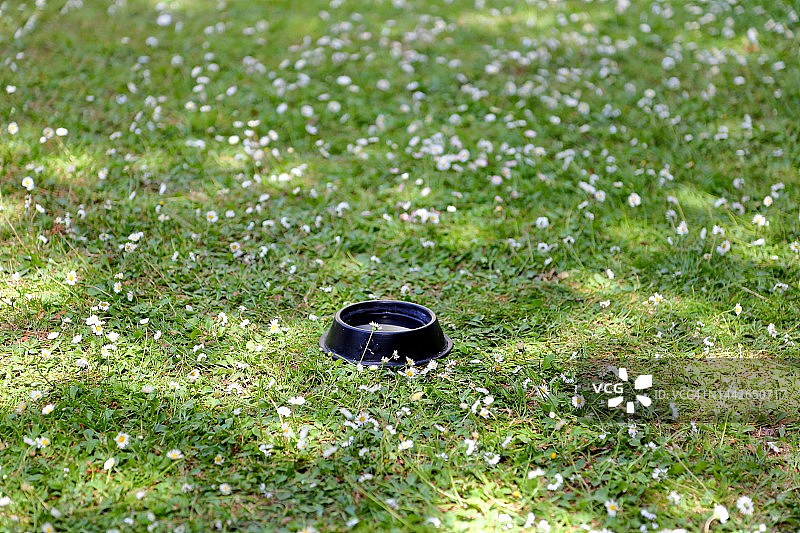 盛满水的猫食碗放在茂盛的绿色雏菊花园里图片素材