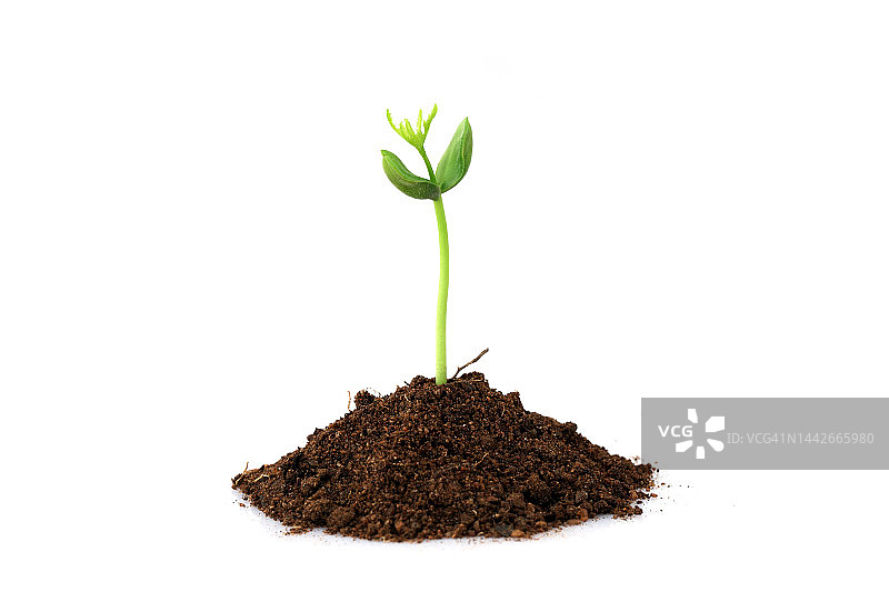 白色背景上的小植物图片素材