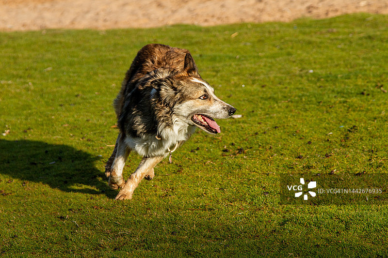 在户外玩耍的狗图片素材