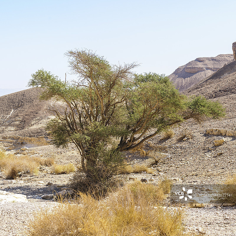 伞刺相思树图片素材