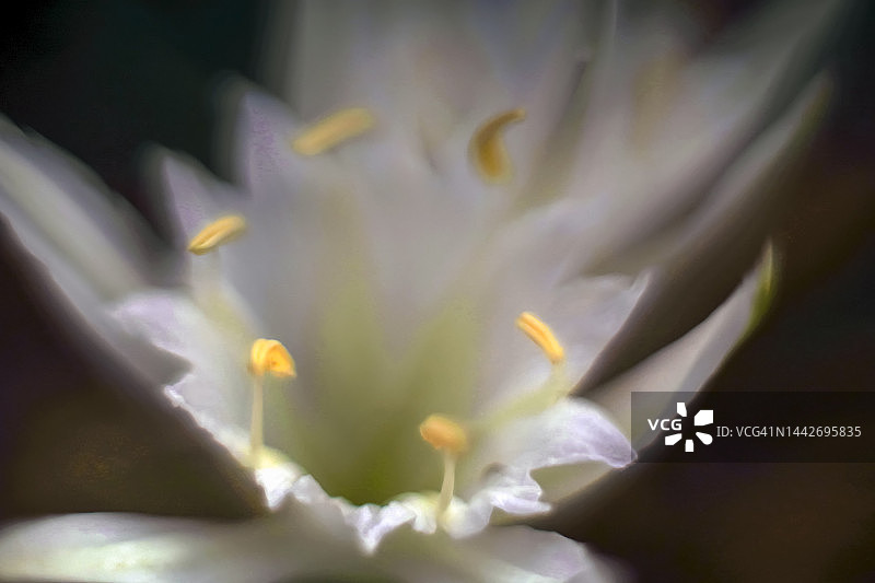 海石蒜图片素材