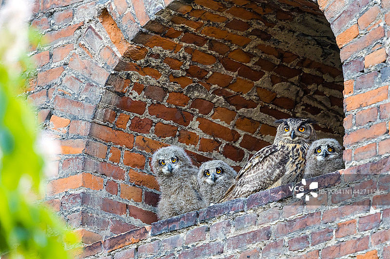 雕鸮和幼鸟图片素材