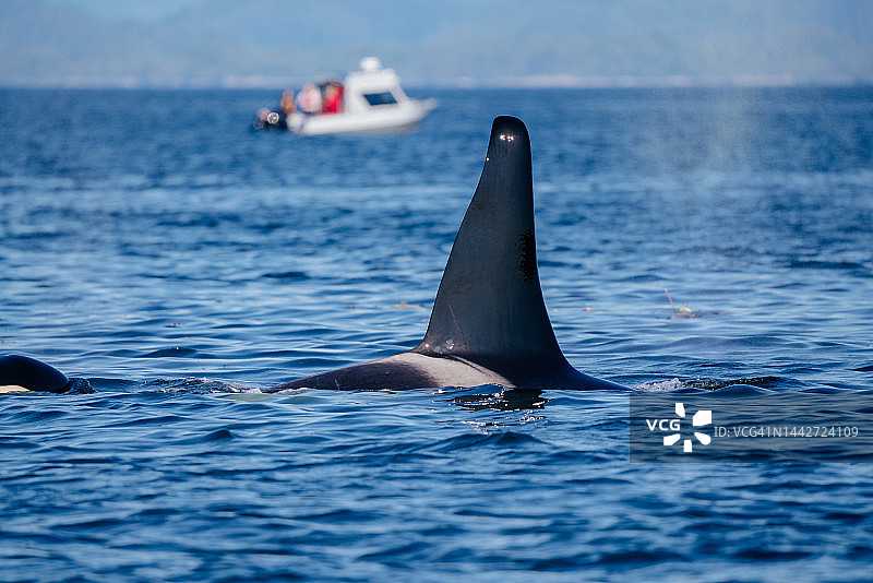 观赏虎鲸图片素材