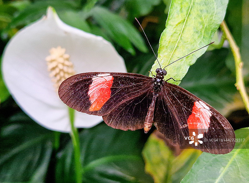 红邮递员蝴蝶图片素材