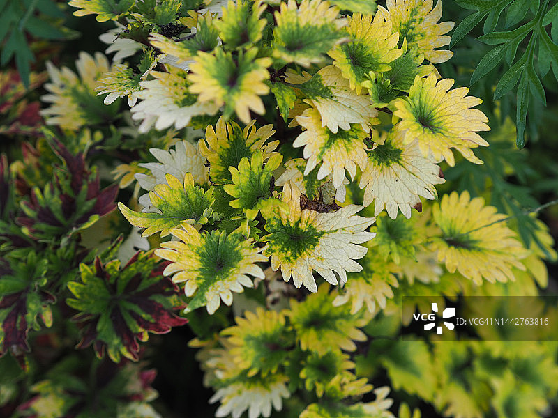 彩叶草图片素材