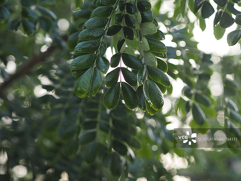 雨树绿叶盛开的自然背景图片素材