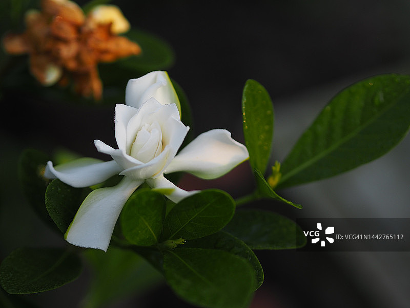 盛开的白色栀子花图片素材