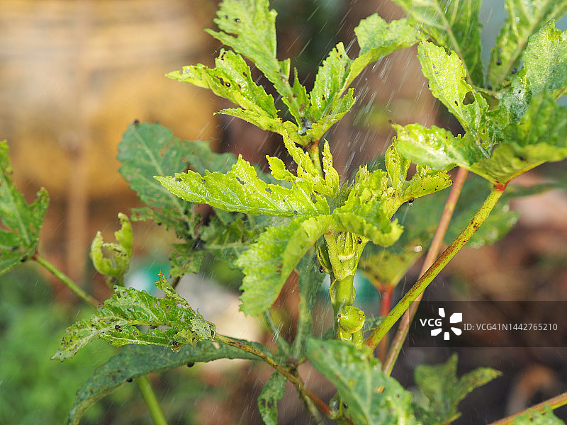 绿色树叶上的昆虫图片素材