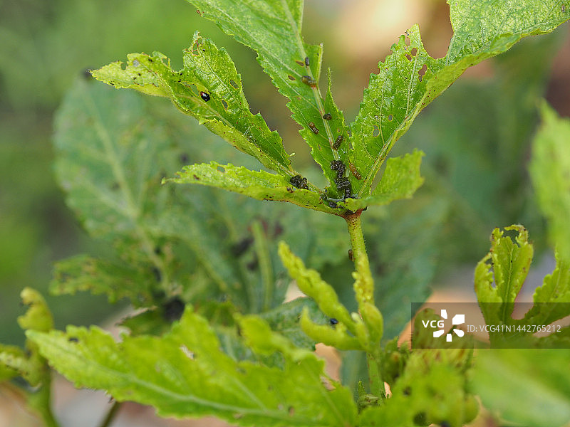 绿色树叶上的昆虫图片素材