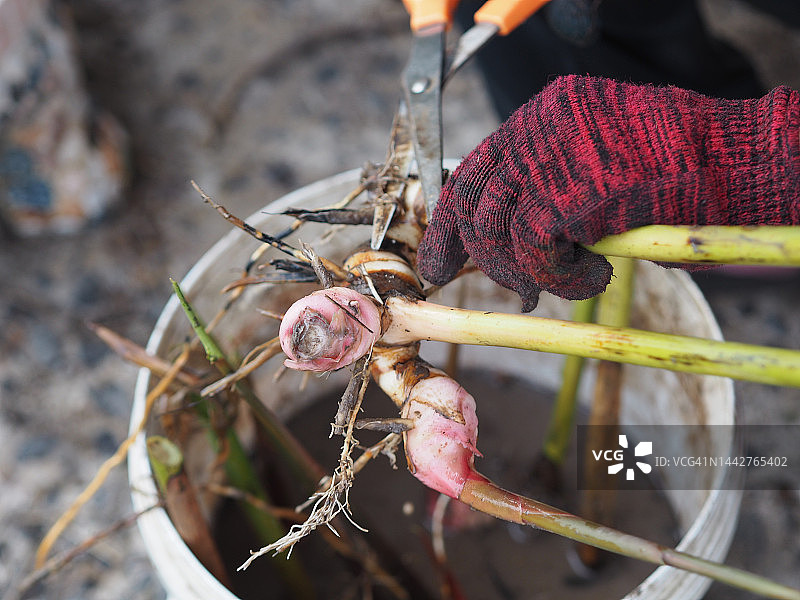 草本蔬菜高良姜，大高良姜，假高良姜，高良姜绿色叶子自然背景图片素材