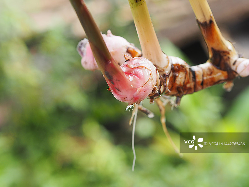 草本蔬菜高良姜，大高良姜，假高良姜，高良姜绿色叶子自然背景图片素材