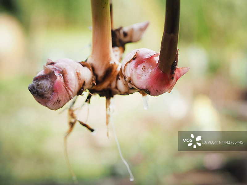 草本蔬菜高良姜，大高良姜，假高良姜，高良姜绿色叶子自然背景图片素材