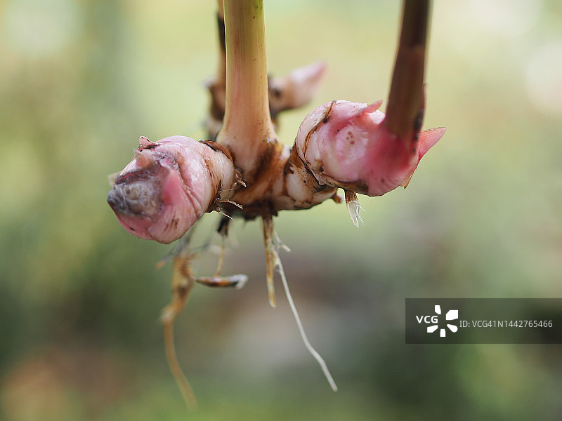 草本蔬菜高良姜，大高良姜，假高良姜，高良姜绿色叶子自然背景图片素材