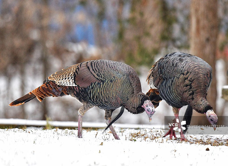 在雪地里觅食的野生火鸡图片素材