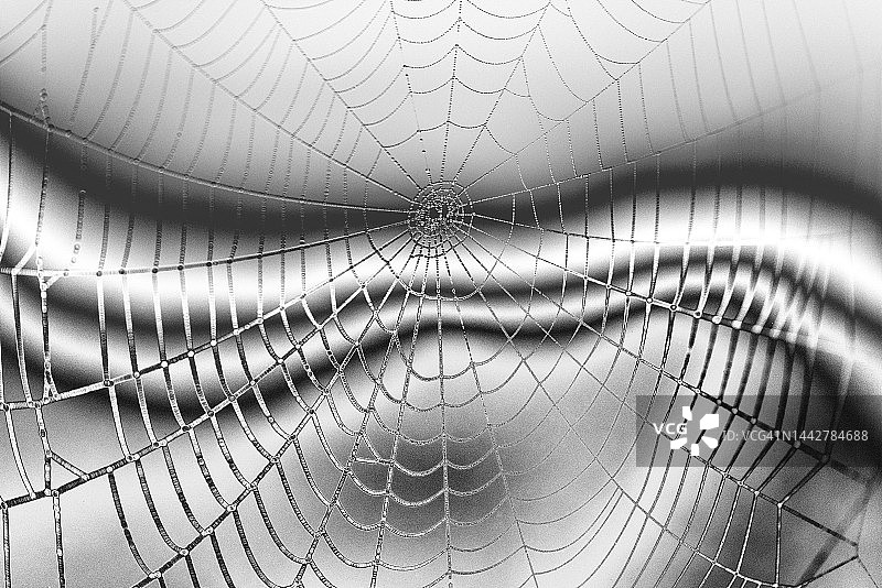 抽象背景上的蜘蛛网图片素材