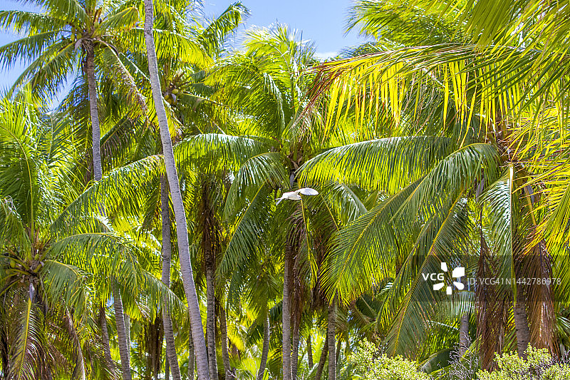 兰吉罗阿环礁图片素材