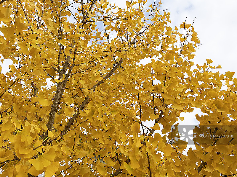 秋天银杏树的高角度仰视图片素材