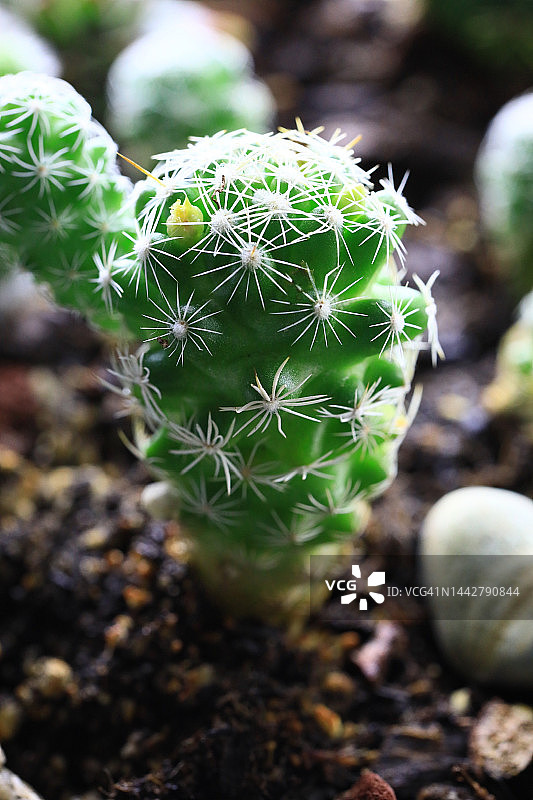 带幼崽的微型仙人掌植物图片素材