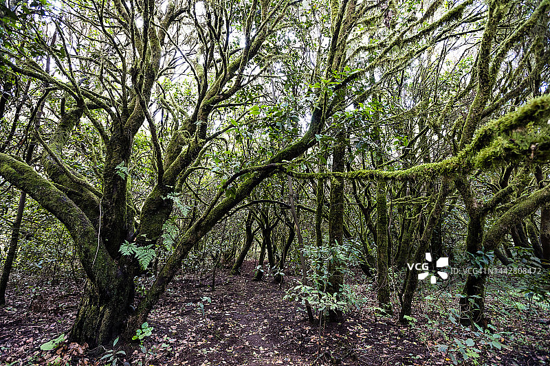 西班牙加拉霍奈国家公园图片素材