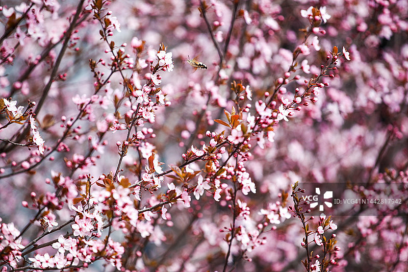 盛开的春季树木图片素材