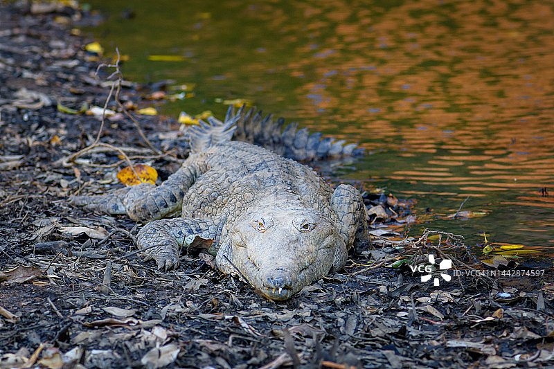 凝视的鰨鱼图片素材